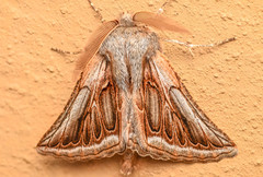 Drepanogynis irvingi