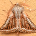 Axiodes irvingi - Photo (c) Rudolph Steenkamp,  זכויות יוצרים חלקיות (CC BY-NC), הועלה על ידי Rudolph Steenkamp
