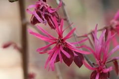 Loropetalum