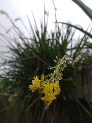 Angiospermae