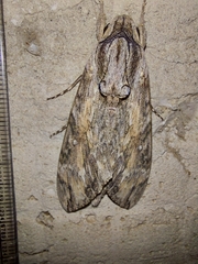 Agrius convolvuli
