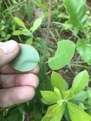 Lonicera sempervirens