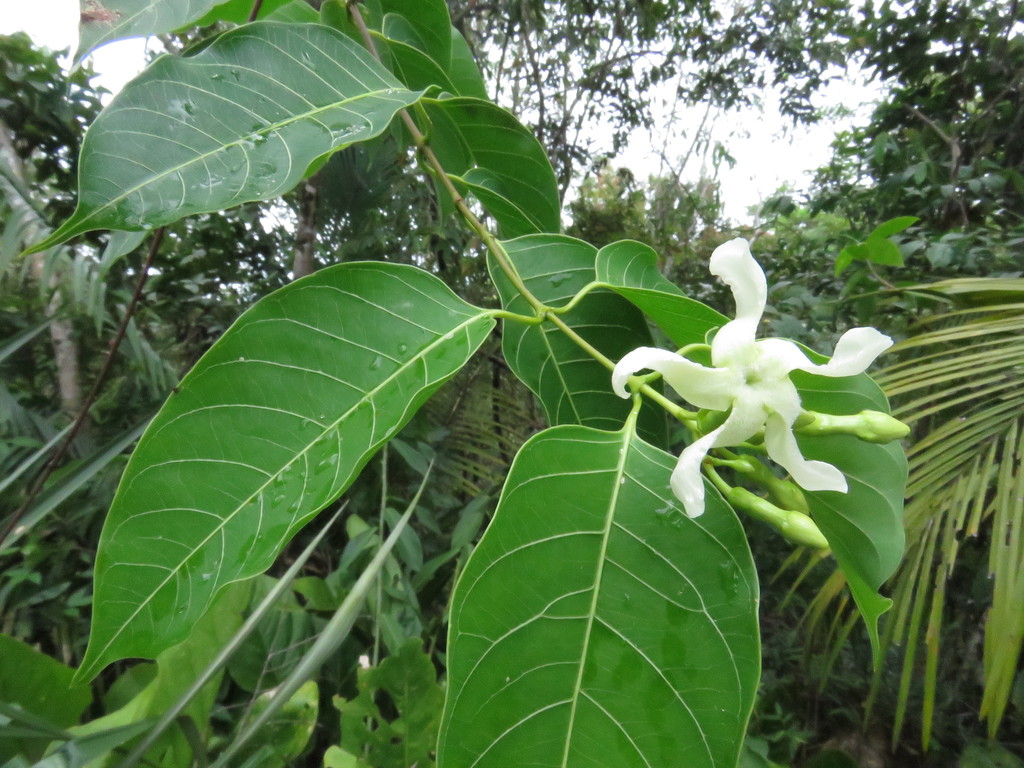 Secondatia schlimiana