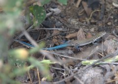 Pholidoscelis lineolatus
