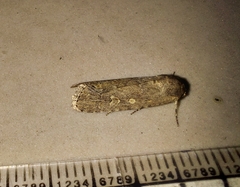 Spodoptera exigua