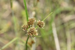 Cyperus reflexus