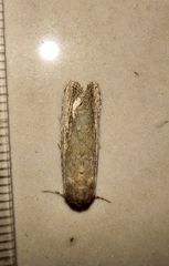 Spodoptera exigua