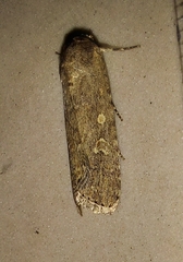 Spodoptera exigua