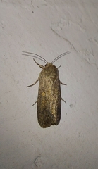 Spodoptera exigua