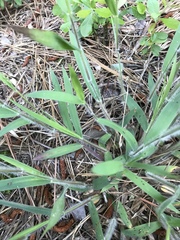 Dichanthelium villosissimum