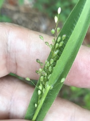 Dichanthelium villosissimum