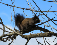 Sciurus vulgaris
