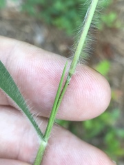 Dichanthelium villosissimum