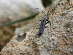 Cantharis pulicaria