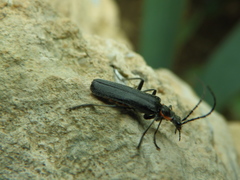 Cantharis pulicaria