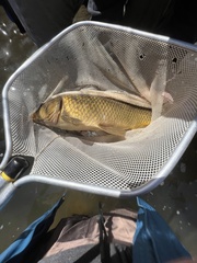 Cyprinus carpio