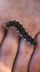 Malacosoma constricta