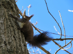Sciurus vulgaris