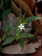 Houstonia parviflora