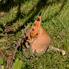 Upupa epops