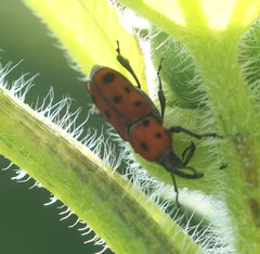 Rhodobaenus tredecimpunctatus