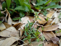 Houstonia parviflora