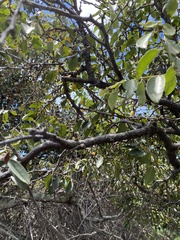 Diospyros sandwicensis
