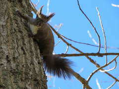 Sciurus vulgaris