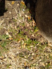 Houstonia parviflora