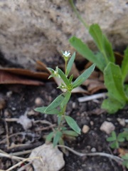 Houstonia parviflora