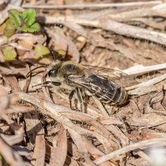 Colletes inaequalis