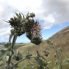 Cirsium fontinale obispoense