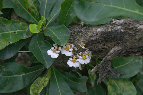 Tolumnia variegata, photograph 3