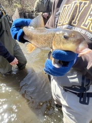 Catostomus commersonii