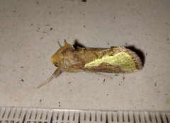 Thysanoplusia orichalcea