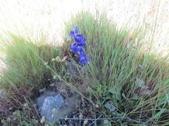 Delphinium uliginosum