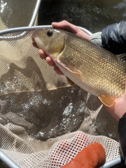 Catostomus commersonii