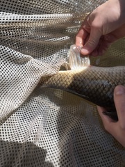 Catostomus commersonii