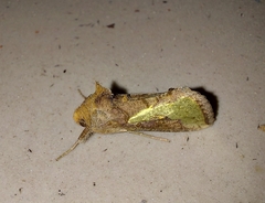 Thysanoplusia orichalcea