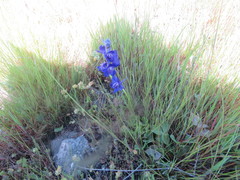 Delphinium uliginosum