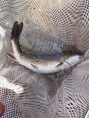 Catostomus commersonii