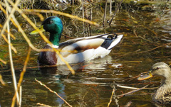 Anas platyrhynchos