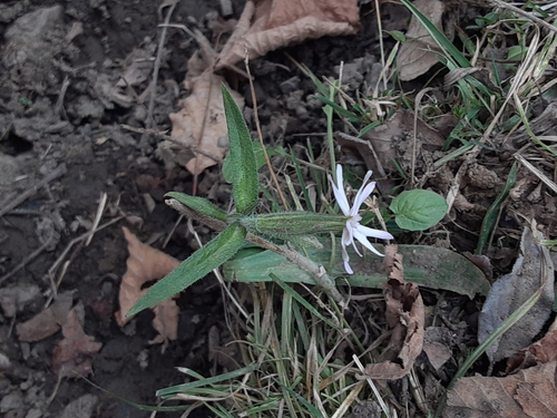 silenka nočná (Silene noctiflora)