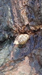 Rapaninae