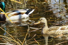 Anas platyrhynchos