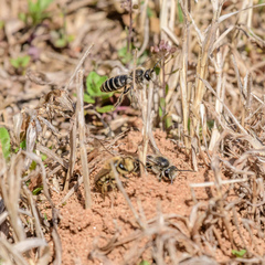 Colletes inaequalis