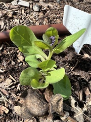 Mertensia virginica