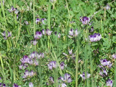 Astragalus rattanii jepsonianus