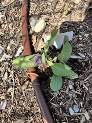 Mertensia virginica
