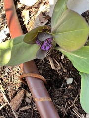 Mertensia virginica
